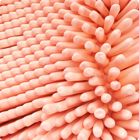 Soporte para el bienestar intestinal