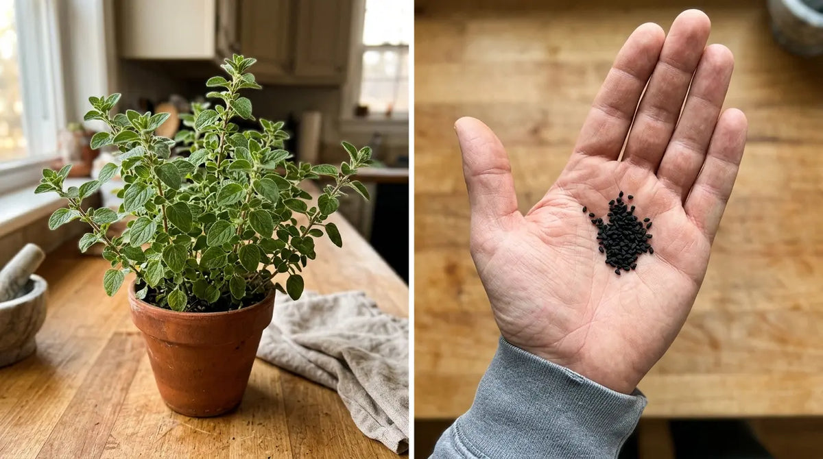 Ramitas de orégano fresco junto a un pequeño plato de semillas negras sobre una tabla de madera con luz natural suave