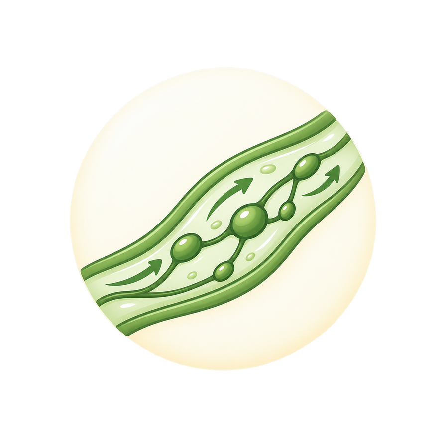 Lymphatic vessels become congested