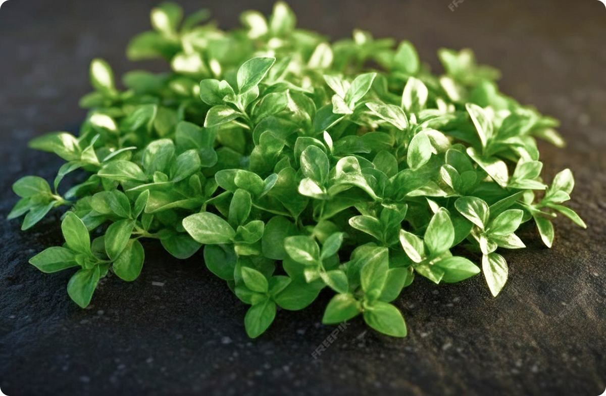 Oil of Oregano